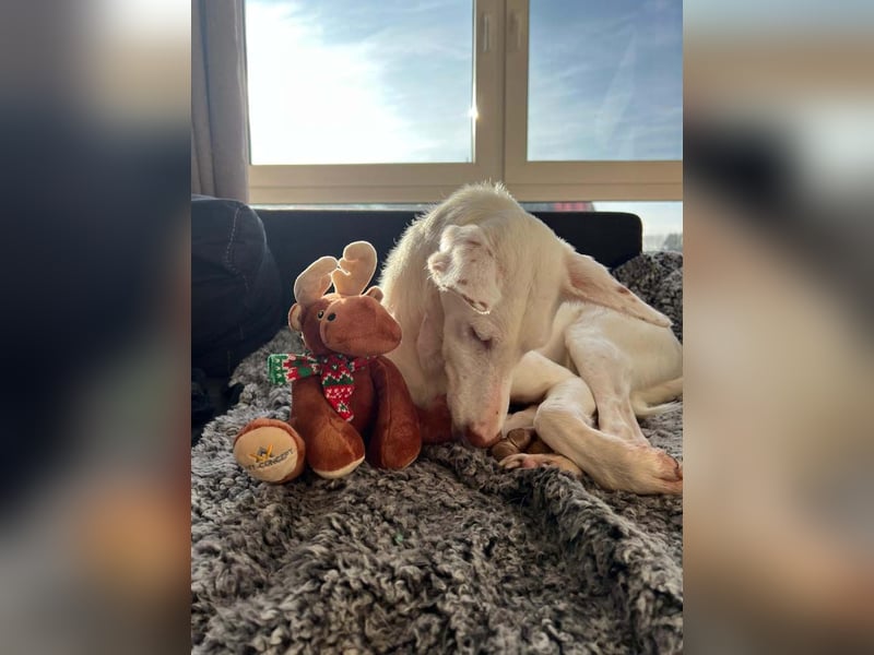 Susona – wartet in 47918 Tönisvorst auf dich