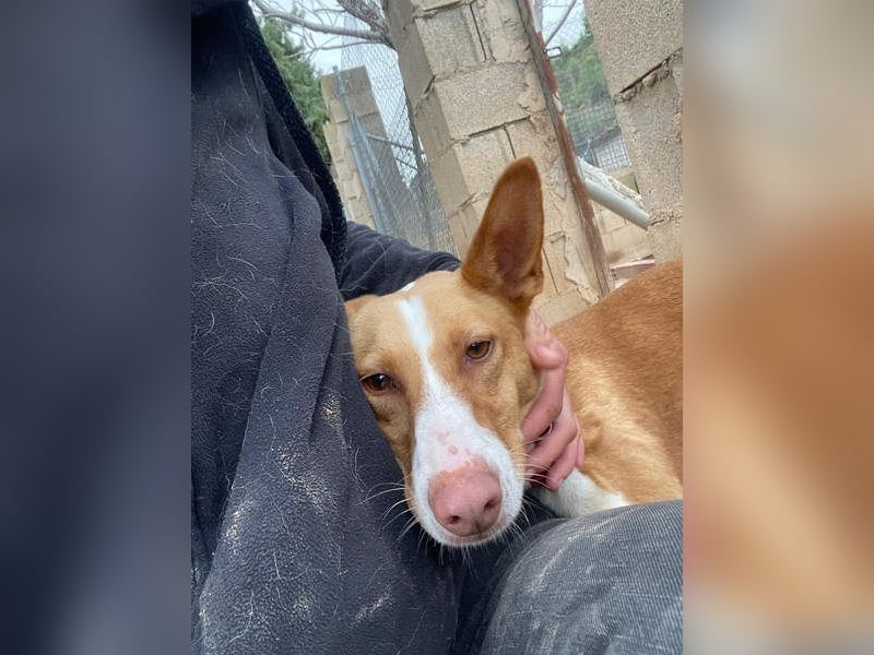 MARTINA-kleine Prinzessin mit sonnigem Herzen sucht ihre Für-immer-Familie