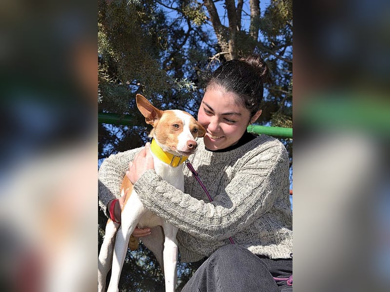 Wunderschöner PINCHO-aus der Tötung gerettet- liebenswert,zutraulich  sucht er endlich seine Familie