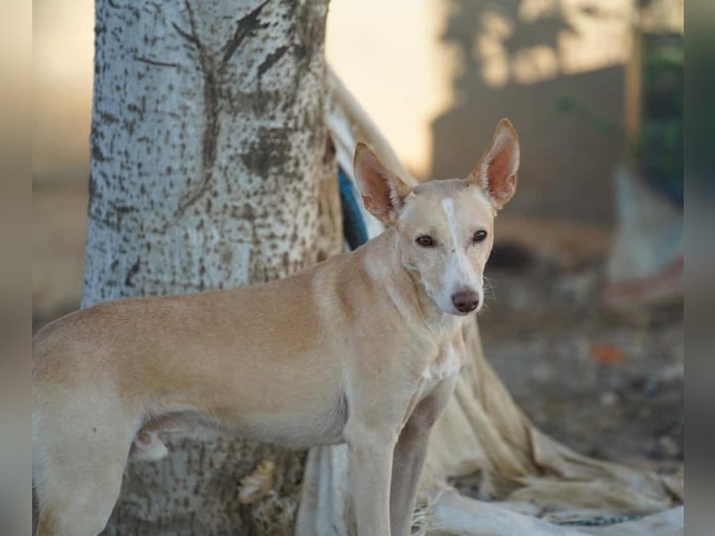 PHENIX - zarter Podenco