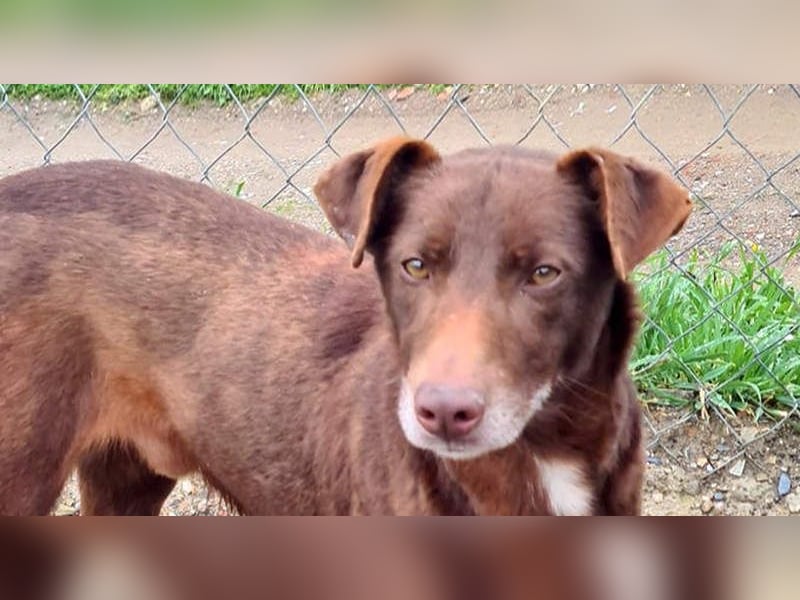 COLT- freundlicher, gut gelaunter Bub wartet sehnsüchtig auf seine liebevolle Für-immer-Familie