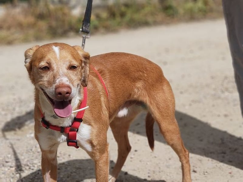 RODRI-besonderer Schatz, lieb, anhänglich wartet sehnsüchtig auf seine liebevolle Für-immer-Familie