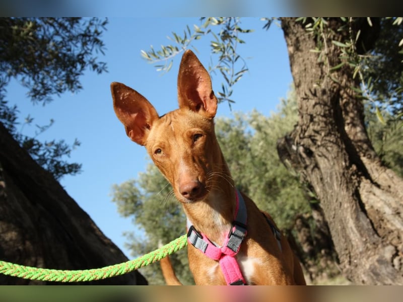 IKER - voller Energie und Lebensfreude