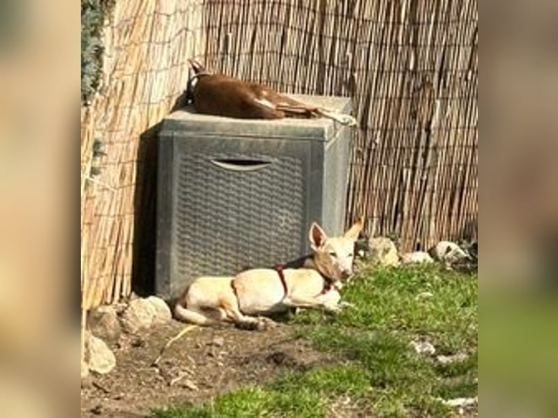 PHENIX - zarter Podenco