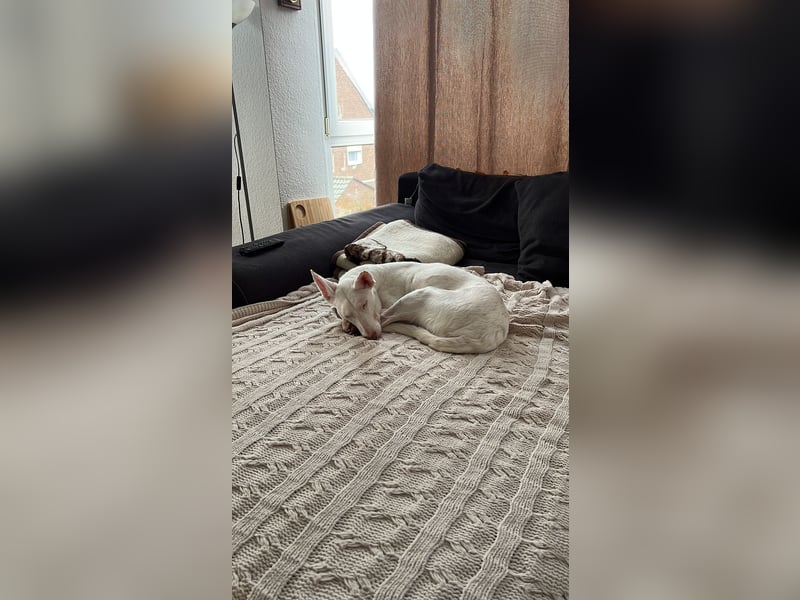 Susona – wartet in 47918 Tönisvorst auf dich