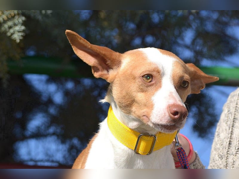 Wunderschöner PINCHO-aus der Tötung gerettet- liebenswert,zutraulich  sucht er endlich seine Familie