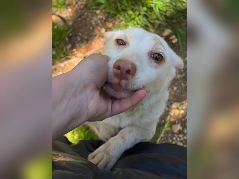 Sanfte NALA-wartet sehnsüchtig auf liebesvolles Für-immer-Zuhause