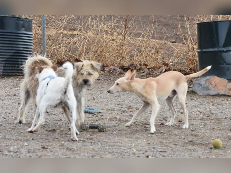 PHENIX - zarter Podenco