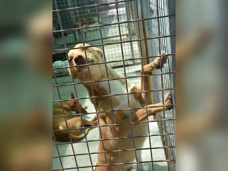 Süßer DYLAN bringt Freude ins Leben und sucht ein liebevolles Zuhause