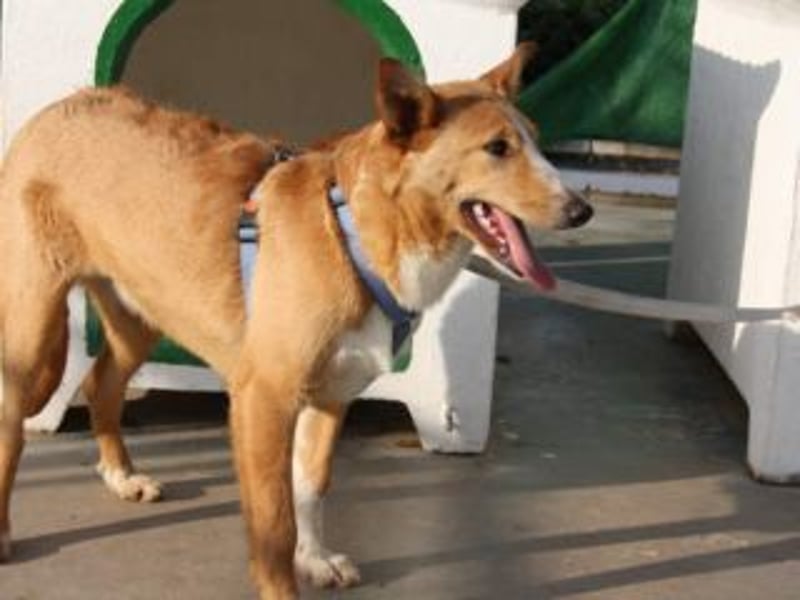 SITA-ein Blick der bleibt und ein Herz voller Lebensfreude sucht seine liebevolle Familie