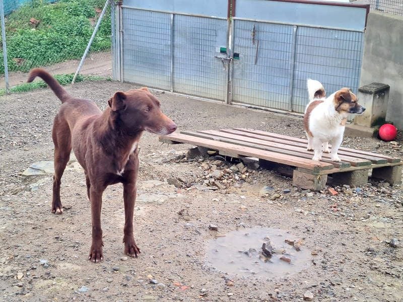 COLT- freundlicher, gut gelaunter Bub wartet sehnsüchtig auf seine liebevolle Für-immer-Familie