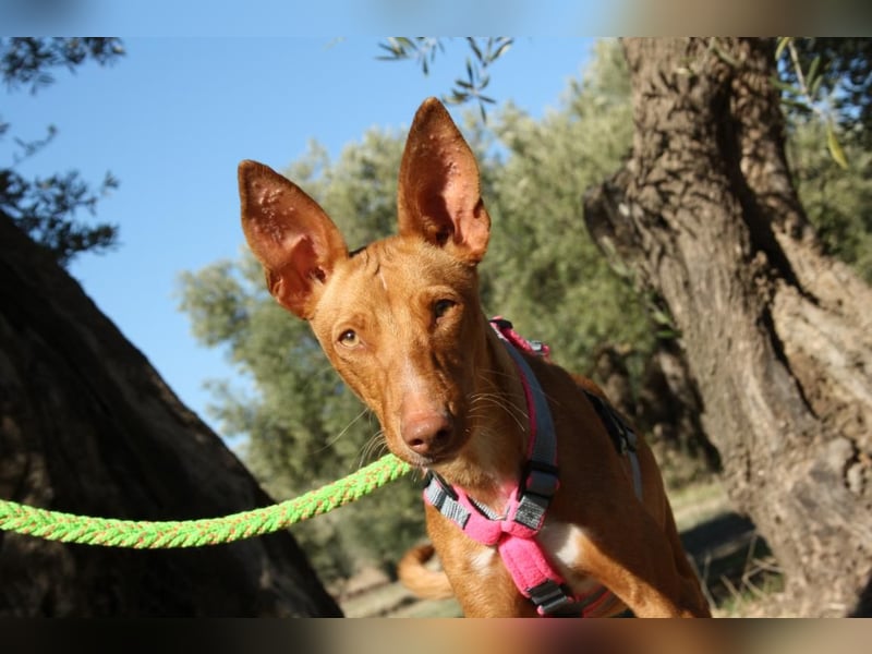 IKER - voller Energie und Lebensfreude