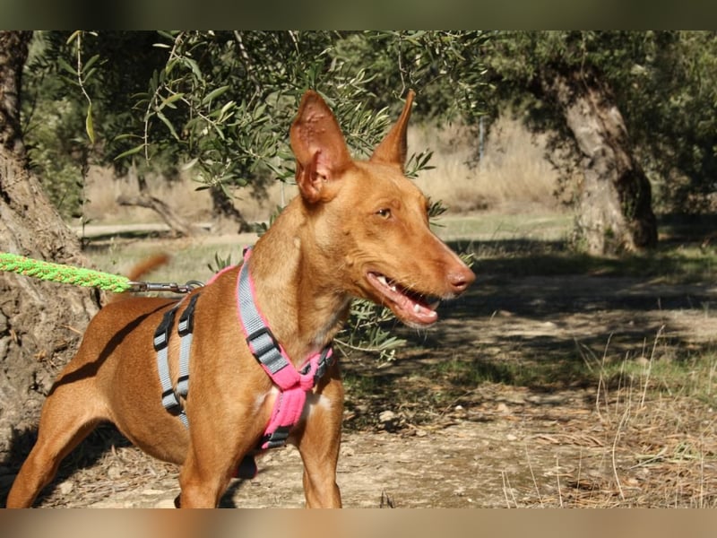 IKER - voller Energie und Lebensfreude
