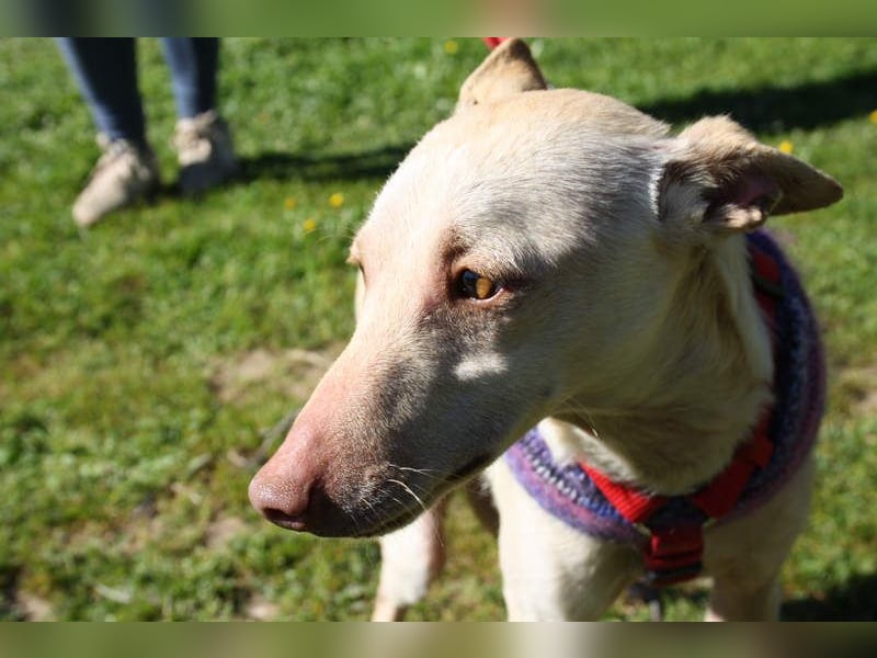 LUCAS-liebenswert, anhänglich, freundlich,  aber nach Ende der Jagdsaison einfach ausgesetzt