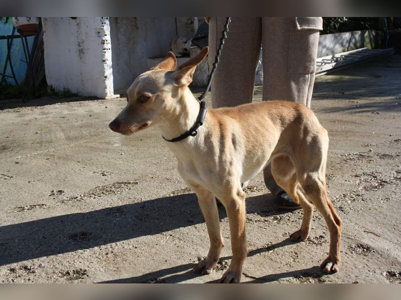 DAISY-zarte, süße Maus einfach ausgesetzt- jetzt wartet sie sehnsüchtig auf liebevolles Zuhause