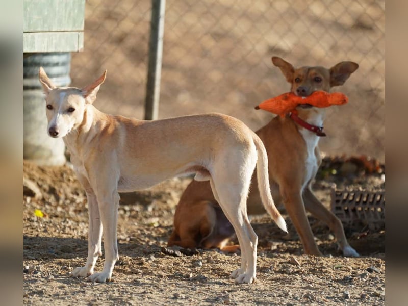 PHENIX - zarter Podenco