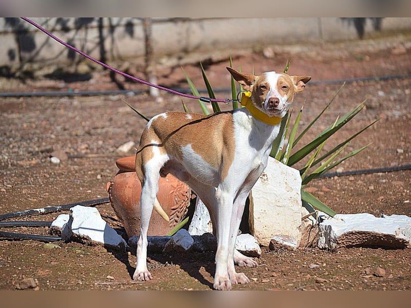Wunderschöner PINCHO-aus der Tötung gerettet- liebenswert,zutraulich  sucht er endlich seine Familie