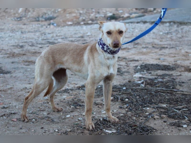 Kleine FUDGE mit riesengroßem, liebenswerten Herzen sehnt sich nach liebevollem Zuhause