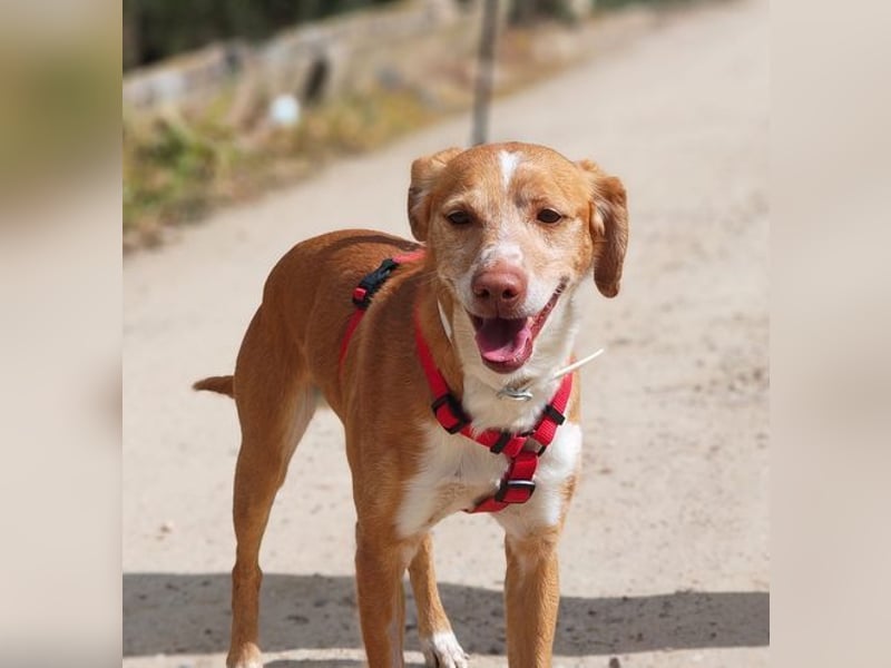RODRI-besonderer Schatz, lieb, anhänglich wartet sehnsüchtig auf seine liebevolle Für-immer-Familie