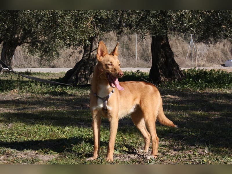 Süßer DYLAN bringt Freude ins Leben und sucht ein liebevolles Zuhause