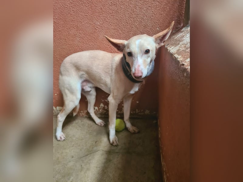 PHENIX - zarter Podenco