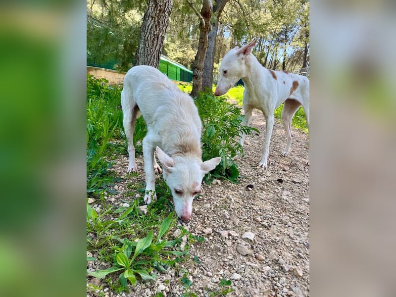 Sanfte NALA-wartet sehnsüchtig auf liebesvolles Für-immer-Zuhause