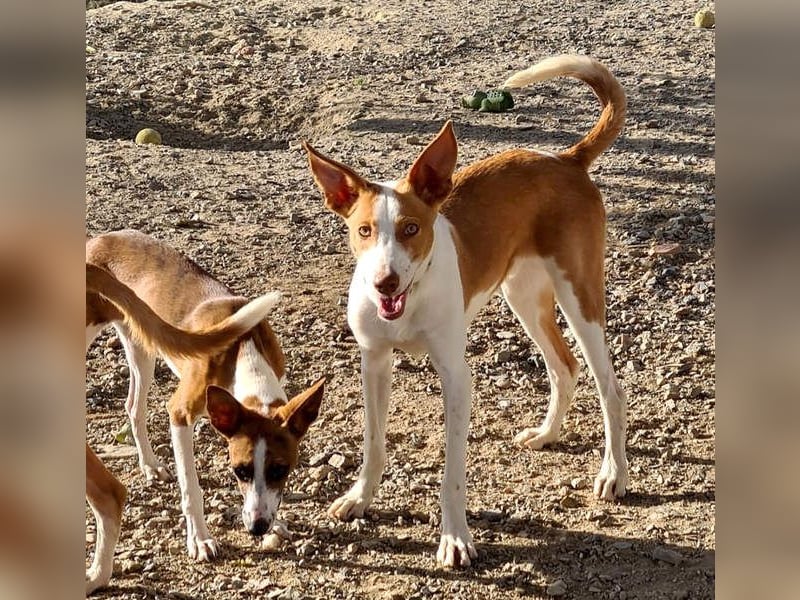 Zuckersüßer DILAN-sanfte Seele auf der Suche nach ihrer liebevollen Für-immer-Familie
