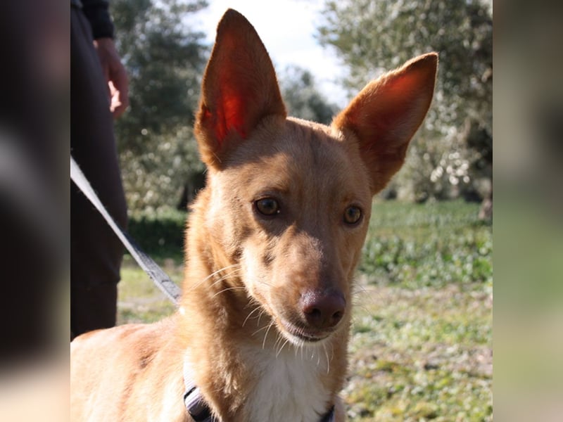 Süßer DYLAN bringt Freude ins Leben und sucht ein liebevolles Zuhause
