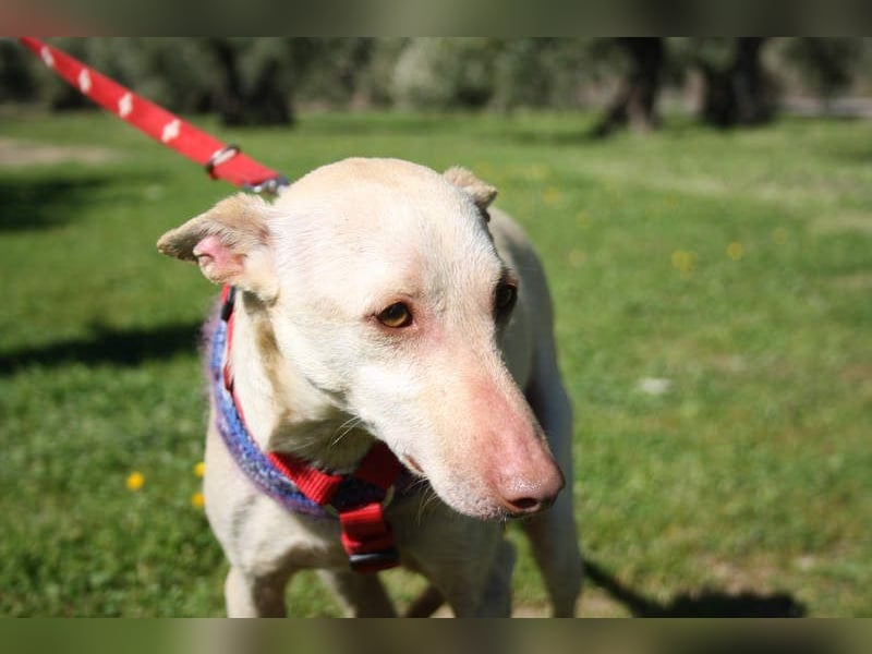 LUCAS-liebenswert, anhänglich, freundlich,  aber nach Ende der Jagdsaison einfach ausgesetzt