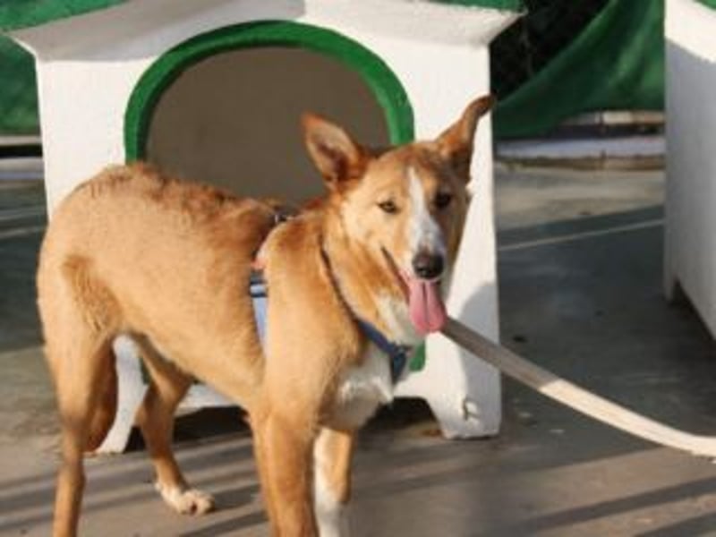 SITA-ein Blick der bleibt und ein Herz voller Lebensfreude sucht seine liebevolle Familie