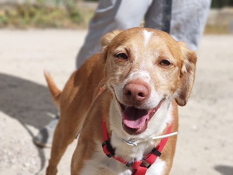 RODRI-besonderer Schatz, lieb, anhänglich wartet sehnsüchtig auf seine liebevolle Für-immer-Familie