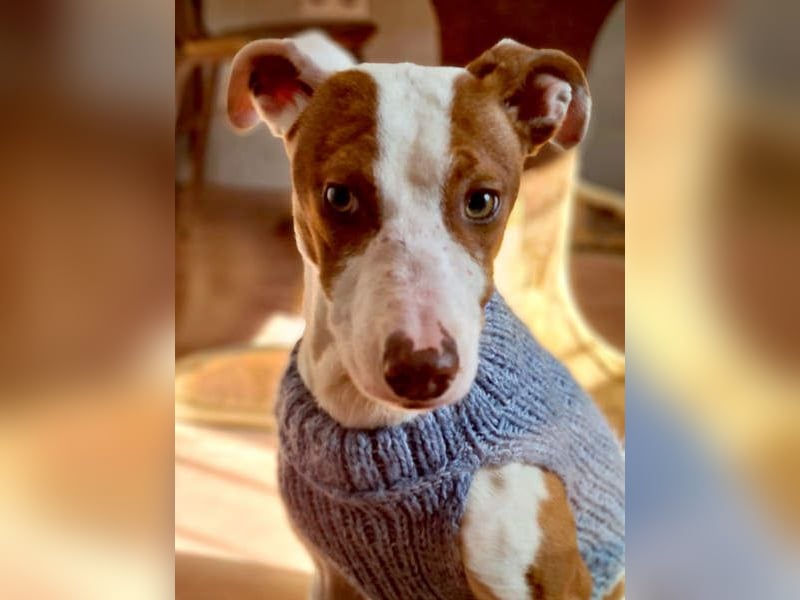 BELI-lieb, sozial, fröhlich, erobert die Herzen im Sturm, sucht ihre Für-immer-Familie