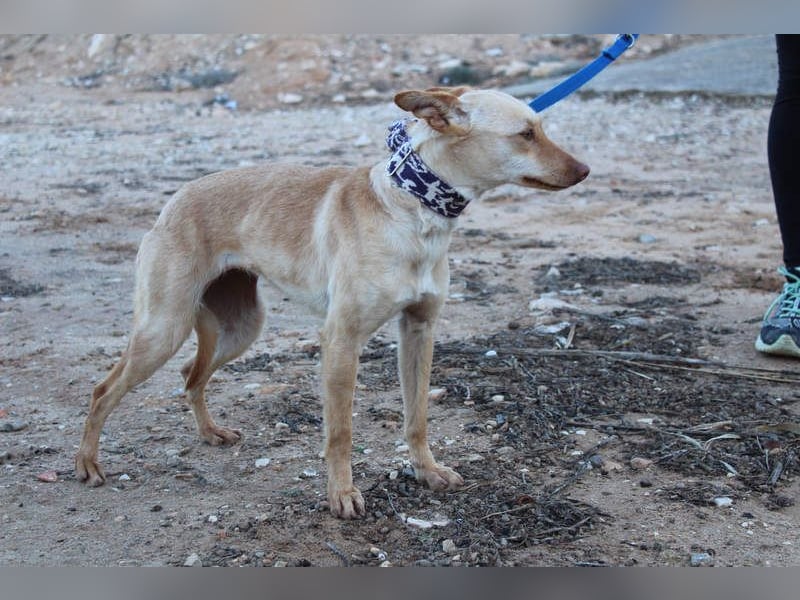 Kleine FUDGE mit riesengroßem, liebenswerten Herzen sehnt sich nach liebevollem Zuhause
