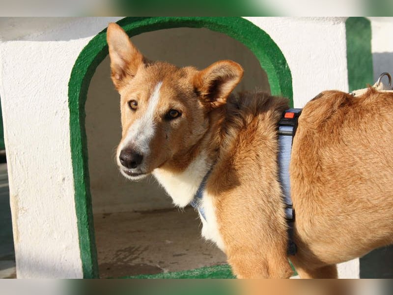 SITA-ein Blick der bleibt und ein Herz voller Lebensfreude sucht seine liebevolle Familie