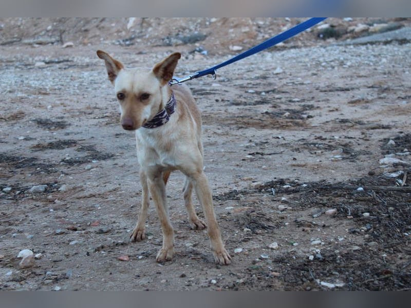 Kleine FUDGE mit riesengroßem, liebenswerten Herzen sehnt sich nach liebevollem Zuhause