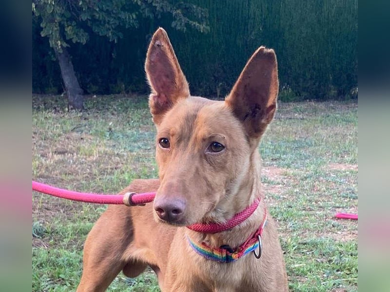 OREO-sein Wesen warm, sanft, zärtlich und voller Vertrauen. Jetzt fehlt nur sein liebevolles Zuhause