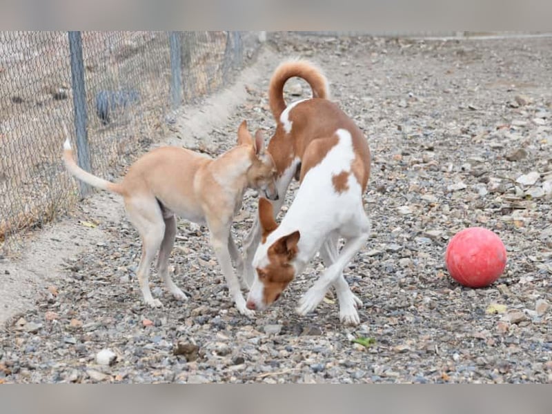 PHENIX - zarter Podenco