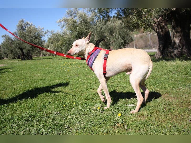 LUCAS-liebenswert, anhänglich, freundlich,  aber nach Ende der Jagdsaison einfach ausgesetzt