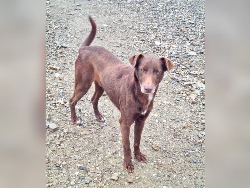 COLT- freundlicher, gut gelaunter Bub wartet sehnsüchtig auf seine liebevolle Für-immer-Familie