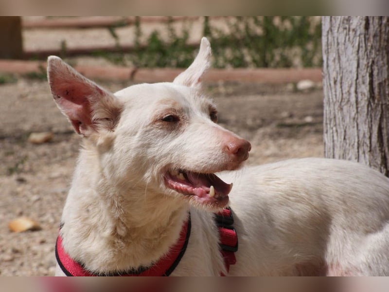 Sanfte NALA-wartet sehnsüchtig auf liebesvolles Für-immer-Zuhause