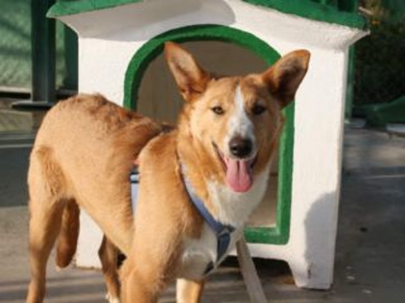 SITA-ein Blick der bleibt und ein Herz voller Lebensfreude sucht seine liebevolle Familie