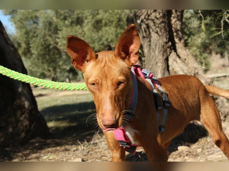 IKER - voller Energie und Lebensfreude