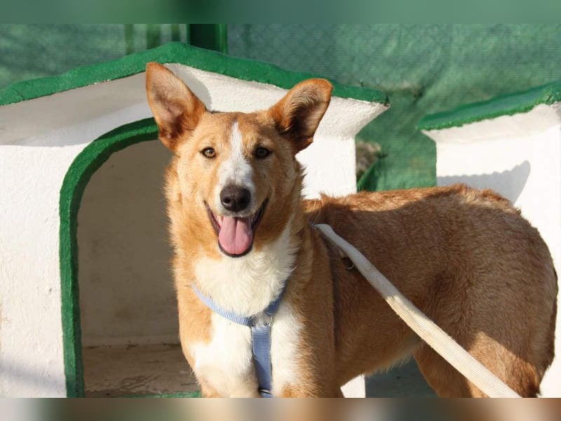 SITA-ein Blick der bleibt und ein Herz voller Lebensfreude sucht seine liebevolle Familie