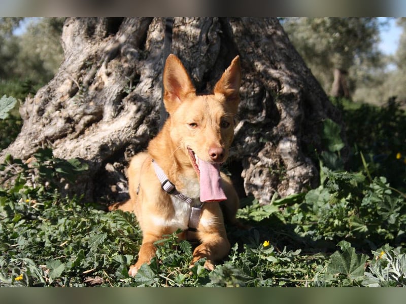 Süßer DYLAN bringt Freude ins Leben und sucht ein liebevolles Zuhause