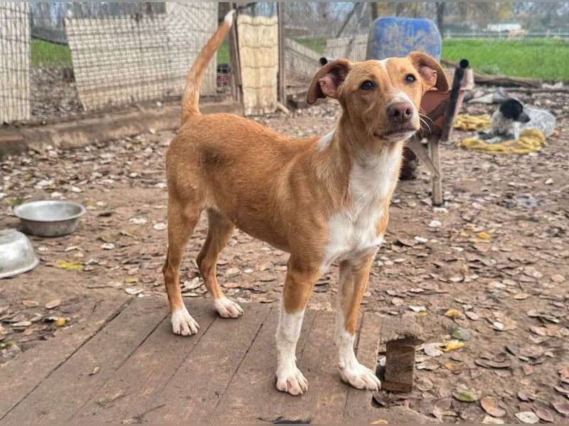 ROBE-gute-Laune-Paket wünscht sich sehnlichst ein liebevolles Zuhause!