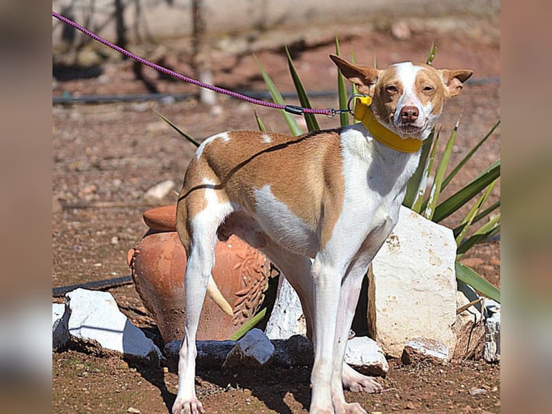 Wunderschöner PINCHO-aus der Tötung gerettet- liebenswert,zutraulich  sucht er endlich seine Familie