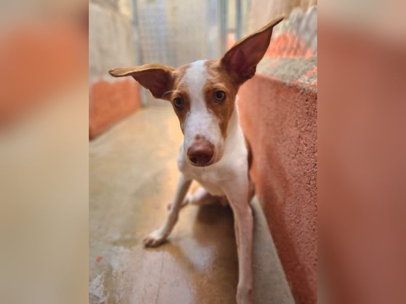 Zuckersüßer DILAN-sanfte Seele auf der Suche nach ihrer liebevollen Für-immer-Familie