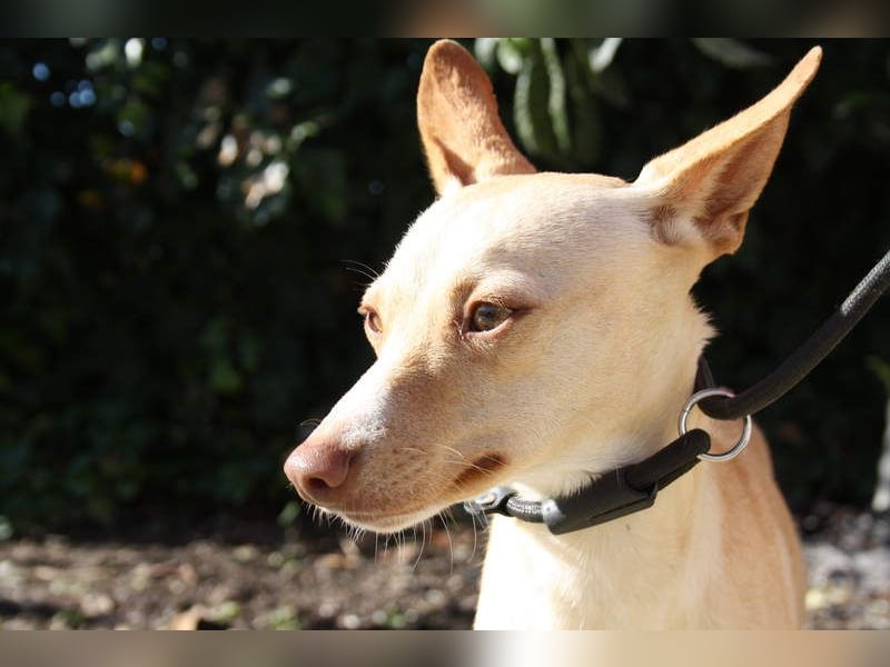DAISY-zarte, süße Maus einfach ausgesetzt- jetzt wartet sie sehnsüchtig auf liebevolles Zuhause