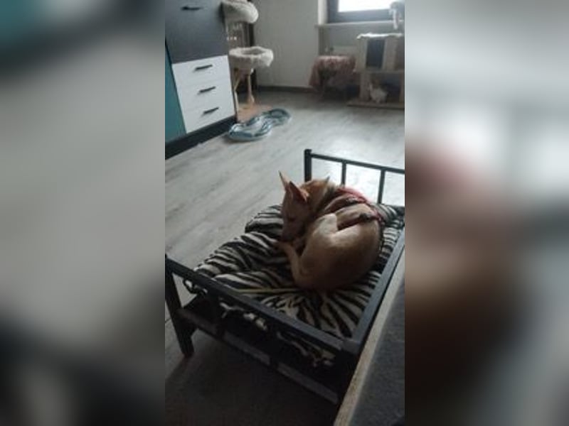 PHENIX - zarter Podenco