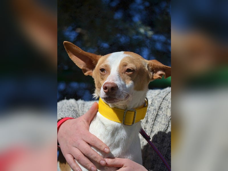 Wunderschöner PINCHO-aus der Tötung gerettet- liebenswert,zutraulich  sucht er endlich seine Familie